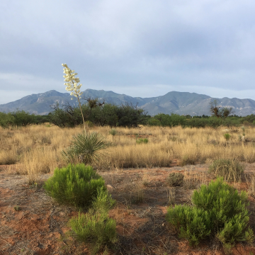 Desert Image