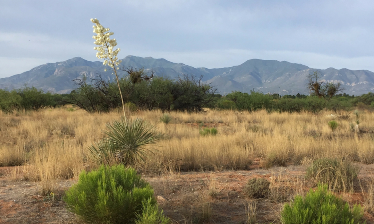 Desert Image